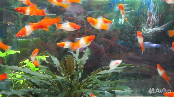 Меченосцы Кои, Тукседо, анциструсы L144