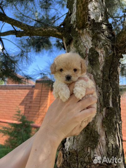 Мальтипу Ф1 малыш карамелька