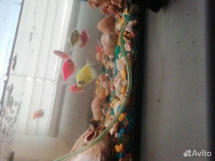 Аквариум с рыбками