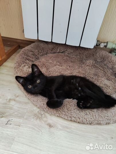 Котята отдам бесплатно