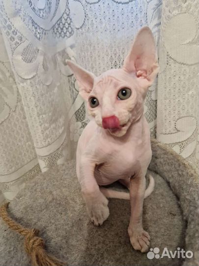 Канадский сфинкс