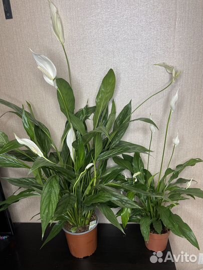 Спатифиллум женское счастье комнамнатные цветы