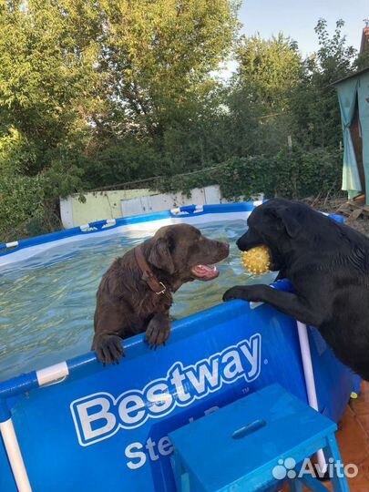 Собака лабрадор