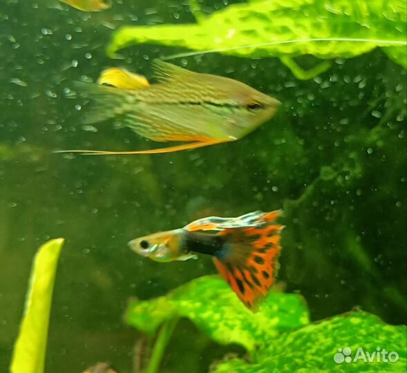 Гуппи молодняк