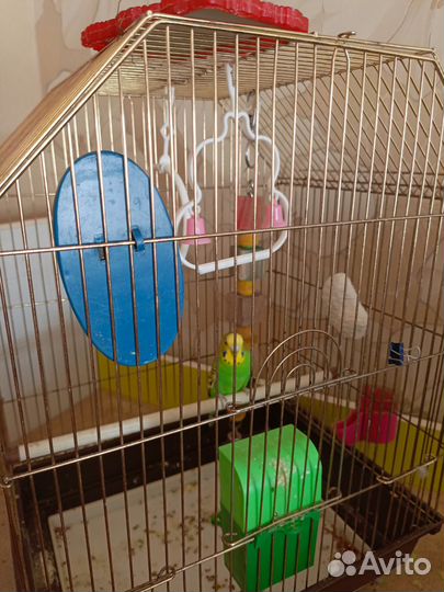 Волнистый попугай с клеткой