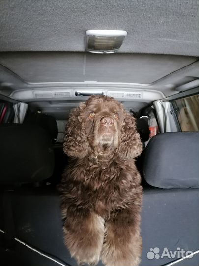 Американский кокер вязка