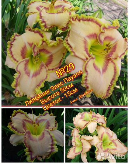 Лилейники сортовые почта/сдек