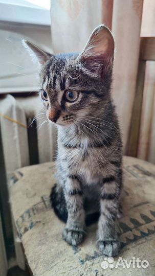 Котята бесплатно