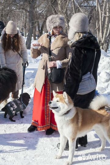Собаки на мероприятие