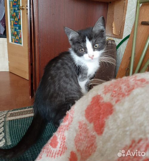 Котенок в добрые руки