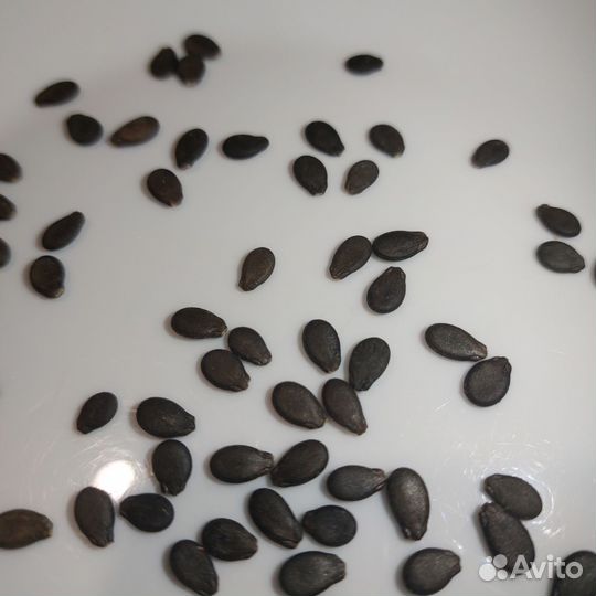 Семена арбуза каристан F2