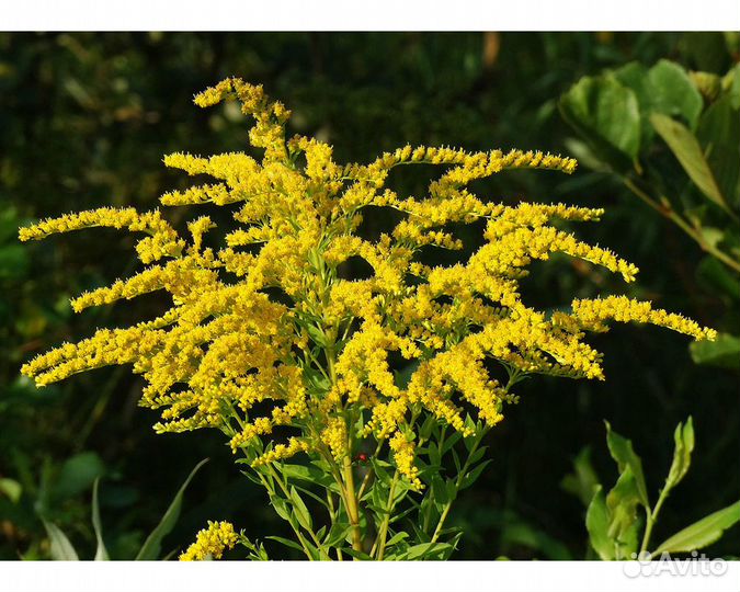 Золотарник Super (Super Crown)