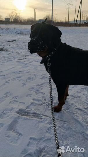 Собака вязка