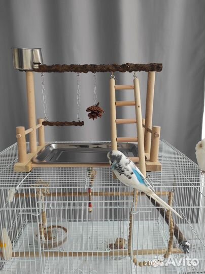 Стенд для птиц