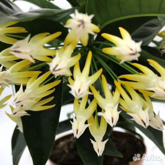 Хойя Мультифлора