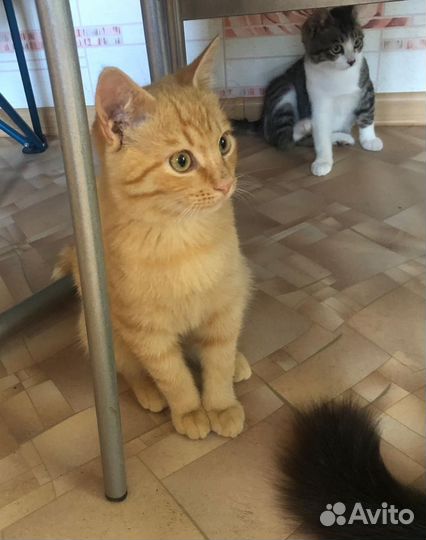 Рыжий котёнок мальчик в добрые руки