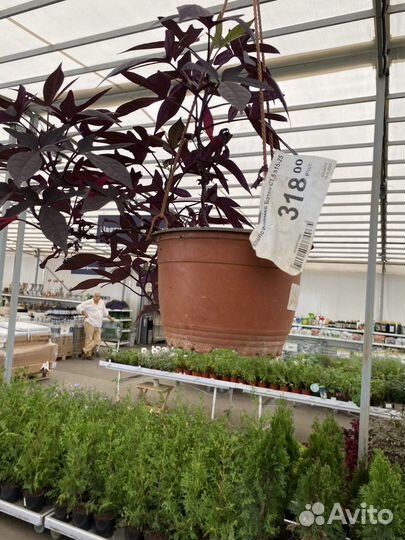 Ипомея ампкльна ботат