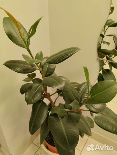 Фикус каучуконосный большой
