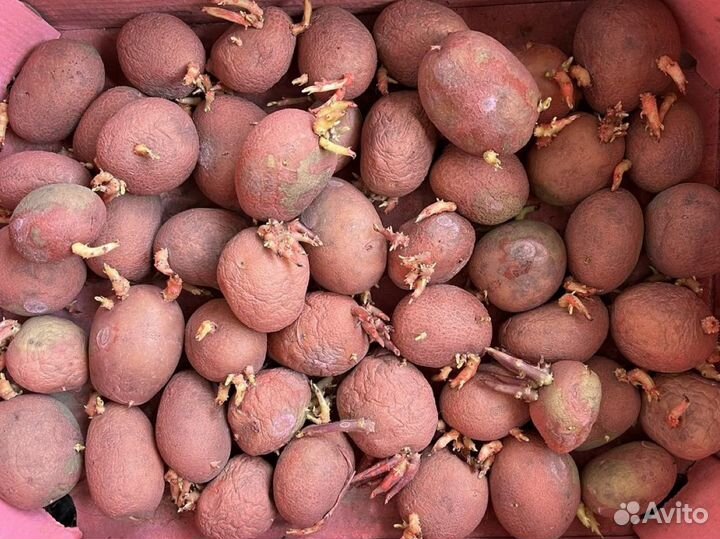 Картофель для посадки