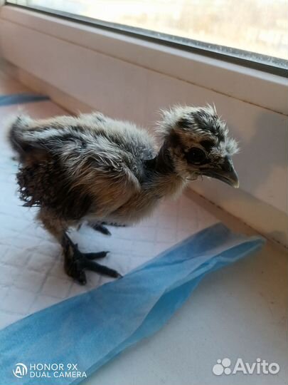 Цыплята шелковые, инкубационное яйцо