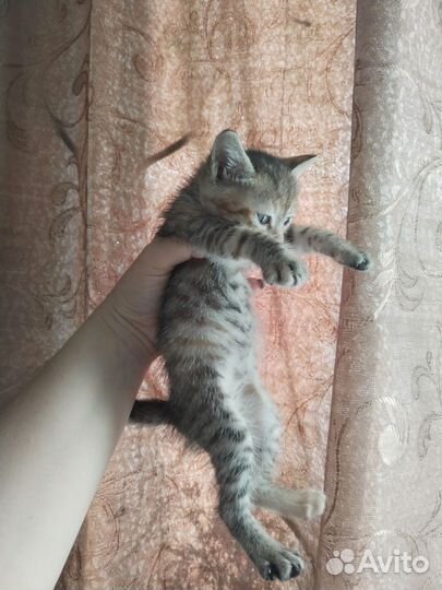 Кошка в дар