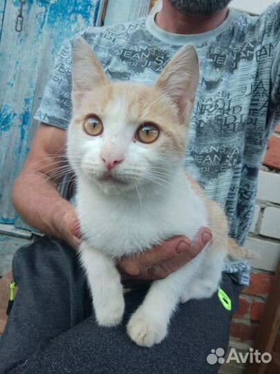 Котята в добрые руки бесплатно мальчики и девочка