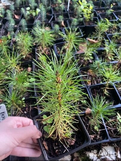 Сосна скрученная саженец 2 года