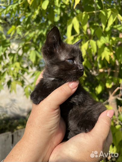 Кошки бесплатно