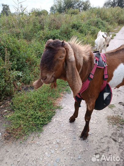 Нубийский козел вязка