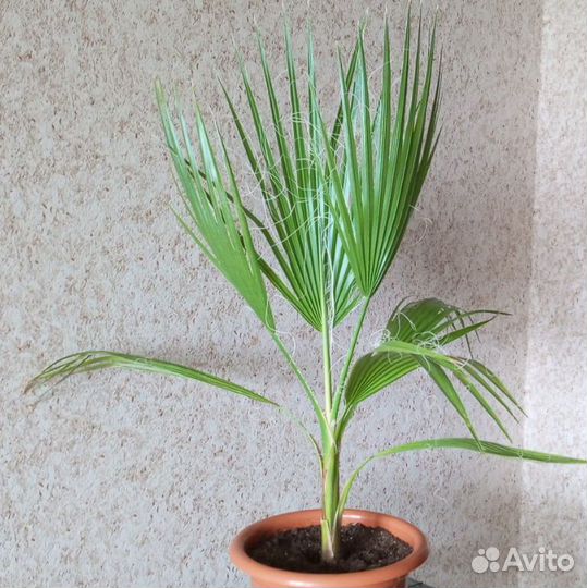 Пальма вашингтония