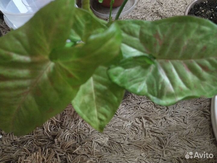 Сингониум Конфети - Триколор