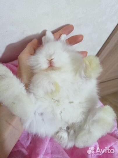 Кролик карликовый львиноголовый