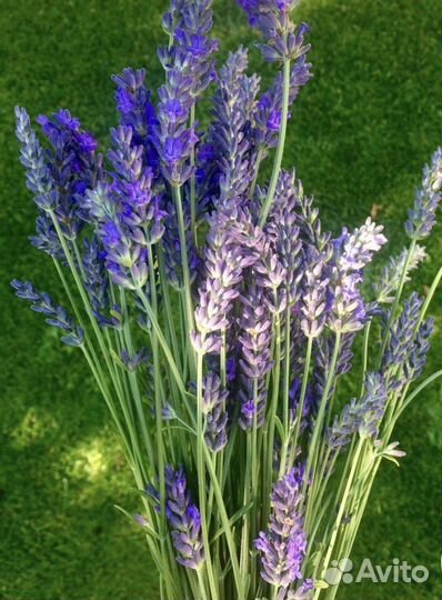 Букет лаванды