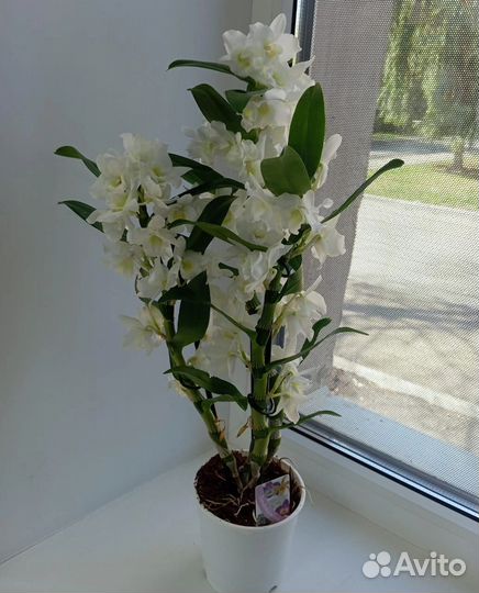 Комнатные цветы