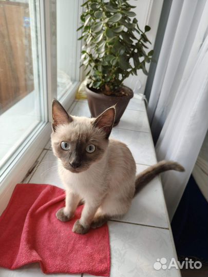 Сиамский котенок мальчик