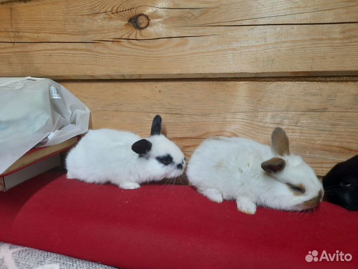 Кролики мясных пород