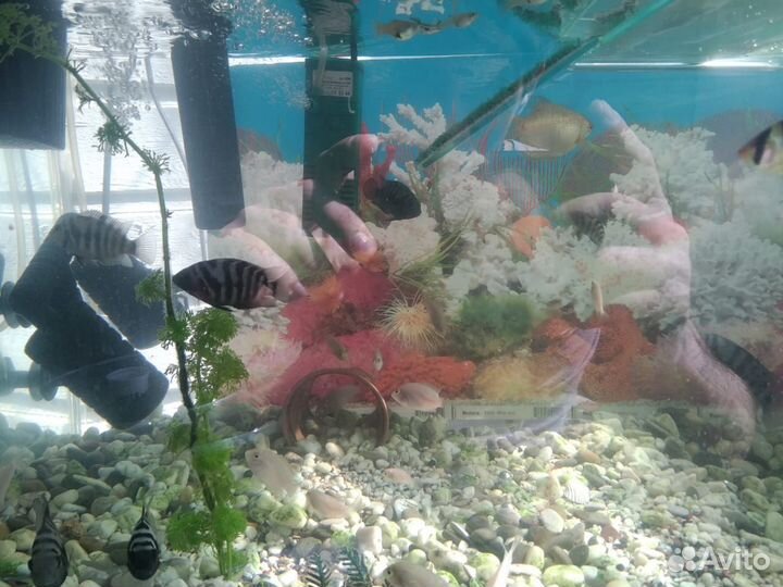 Аквариум с рыбками