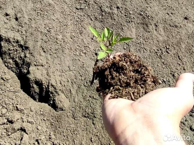 Подстилка из конского навоза с опилками в мешках 5