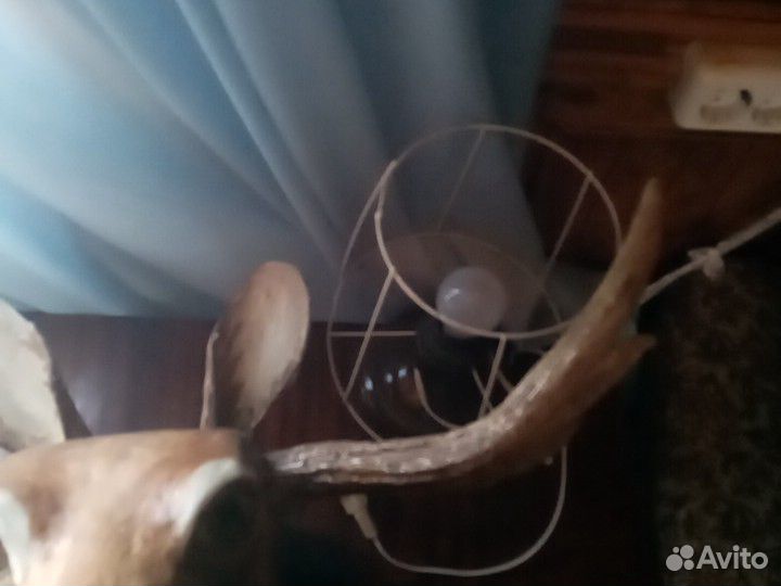 Чучело лося