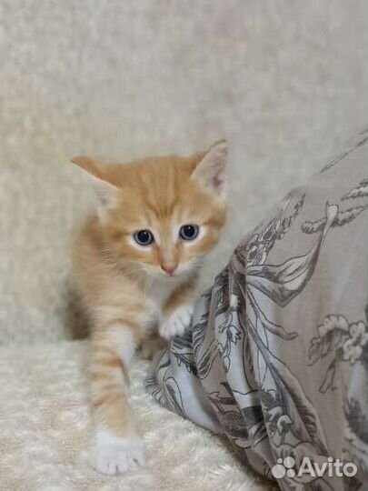 Котятки от кошки крысоловки