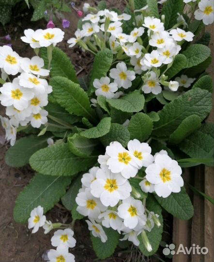 Примула садовая