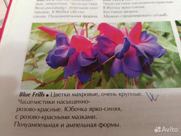 Фуксии сортовые