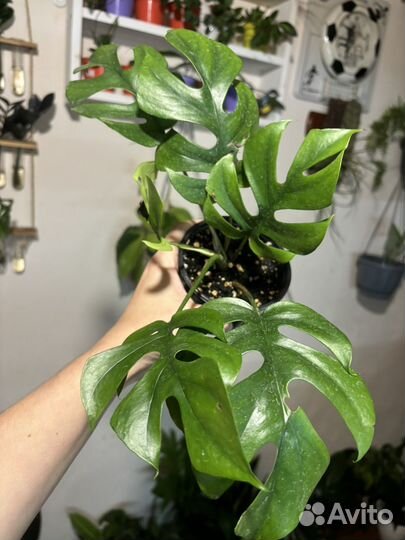 Монстера трофи