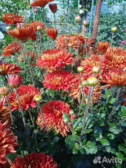 Хризантема ортовая