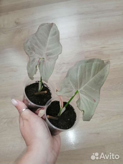 Сингониум, Хоя