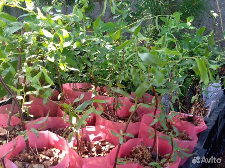 Декоративные кустарники сортовые