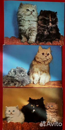 Открытки кошки гдр