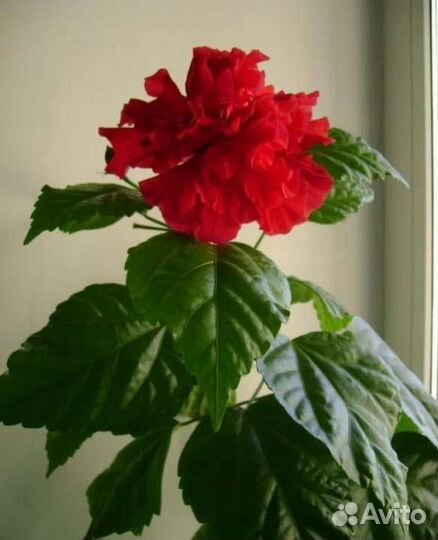 Китайская роза набивная (цветущая)