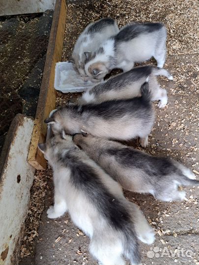 Щенки хаски