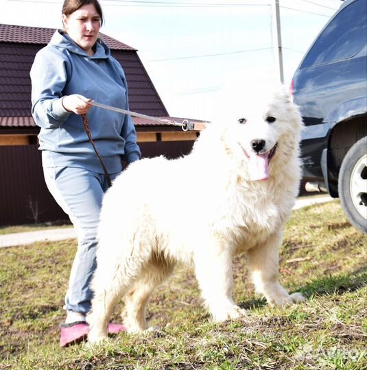 Щенок кавказской овчарки